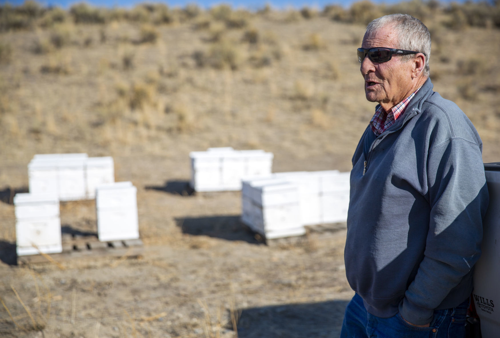 The death of bees